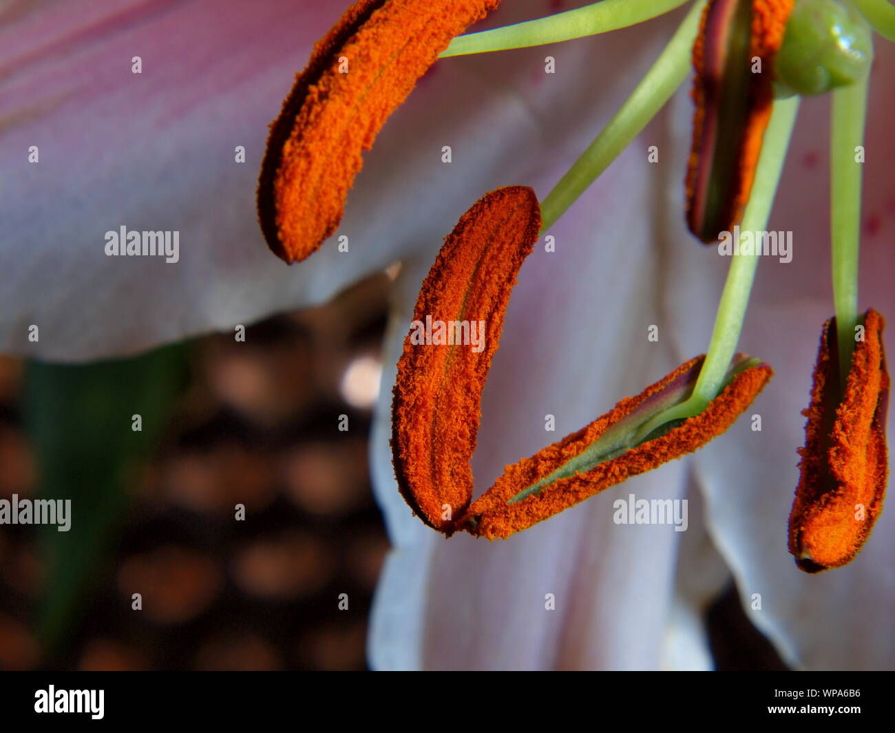 Makro Nahaufnahme Schuß von echten orientalischen rosa Lilly (STARGAZER) Lilium orientalis Pollen männliche Gameten microgameteophytes Staubbeutel Staubbeutel filament Pollen Stockfoto