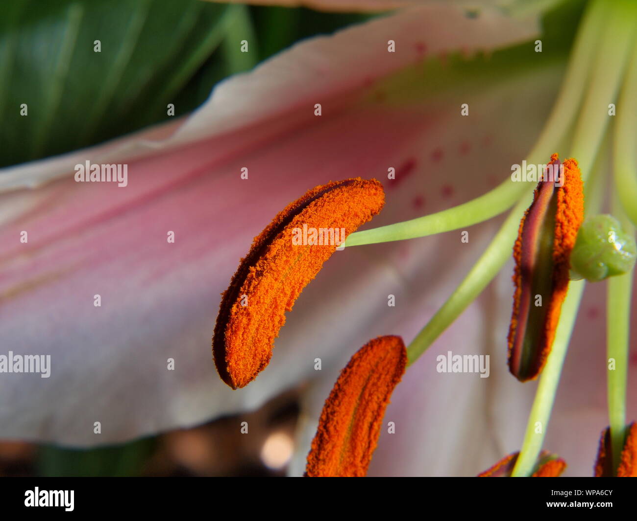 Makro Nahaufnahme Schuß von echten orientalischen rosa Lilly (STARGAZER) Lilium orientalis Pollen männliche Gameten microgameteophytes Staubbeutel Staubbeutel filament Pollen Stockfoto