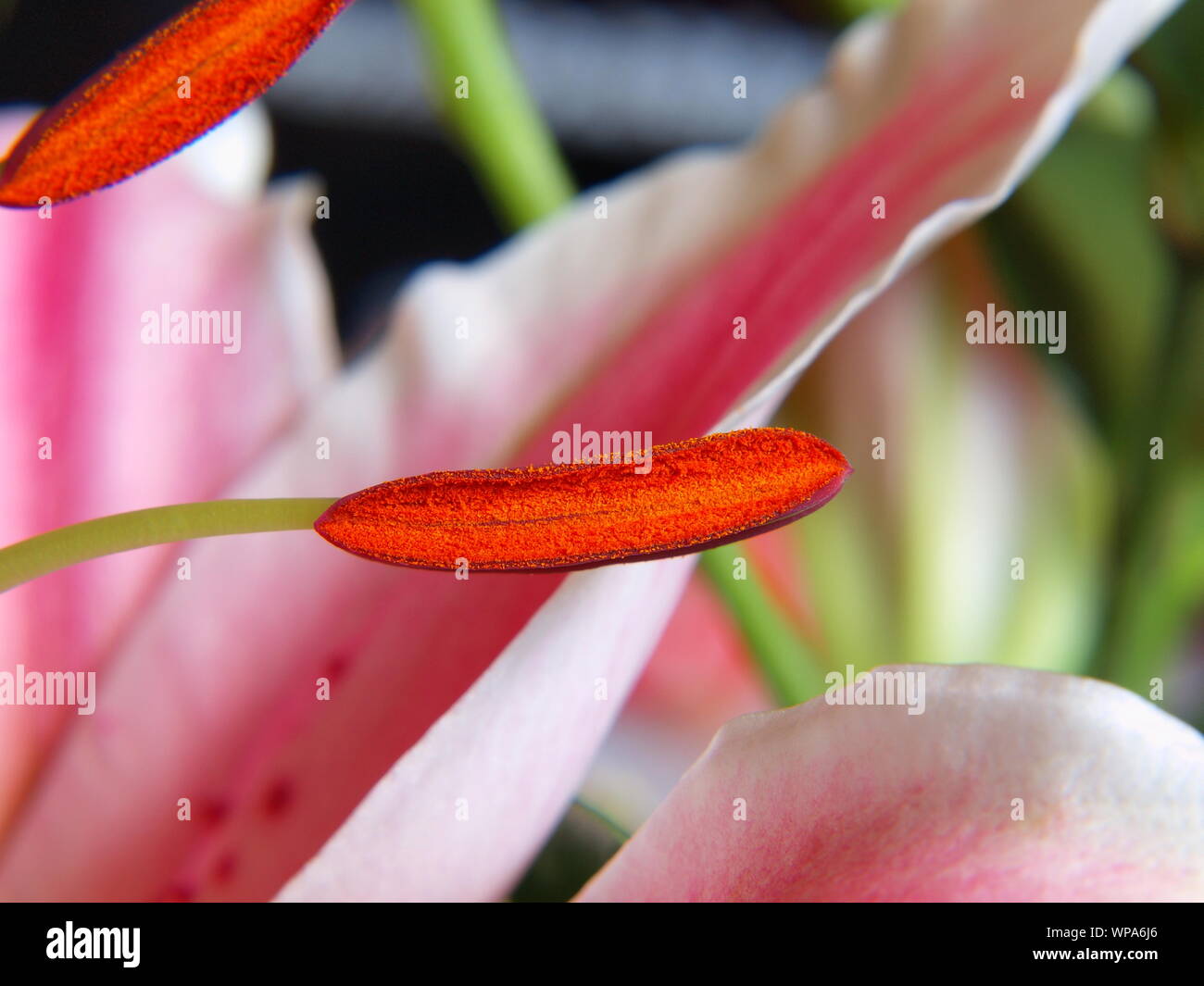 Makro Nahaufnahme Schuß von echten orientalischen rosa Lilly (STARGAZER) Lilium orientalis Pollen männliche Gameten microgameteophytes Staubbeutel Staubbeutel filament Pollen Stockfoto