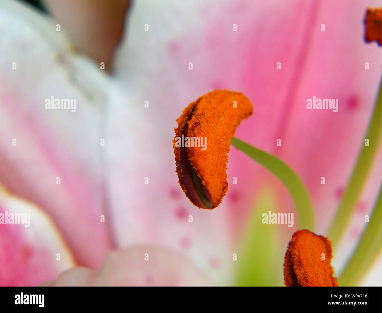 Makro Nahaufnahme Schuß von echten orientalischen rosa Lilly (STARGAZER) Lilium orientalis Pollen männliche Gameten microgameteophytes Staubbeutel Staubbeutel filament Pollen Stockfoto