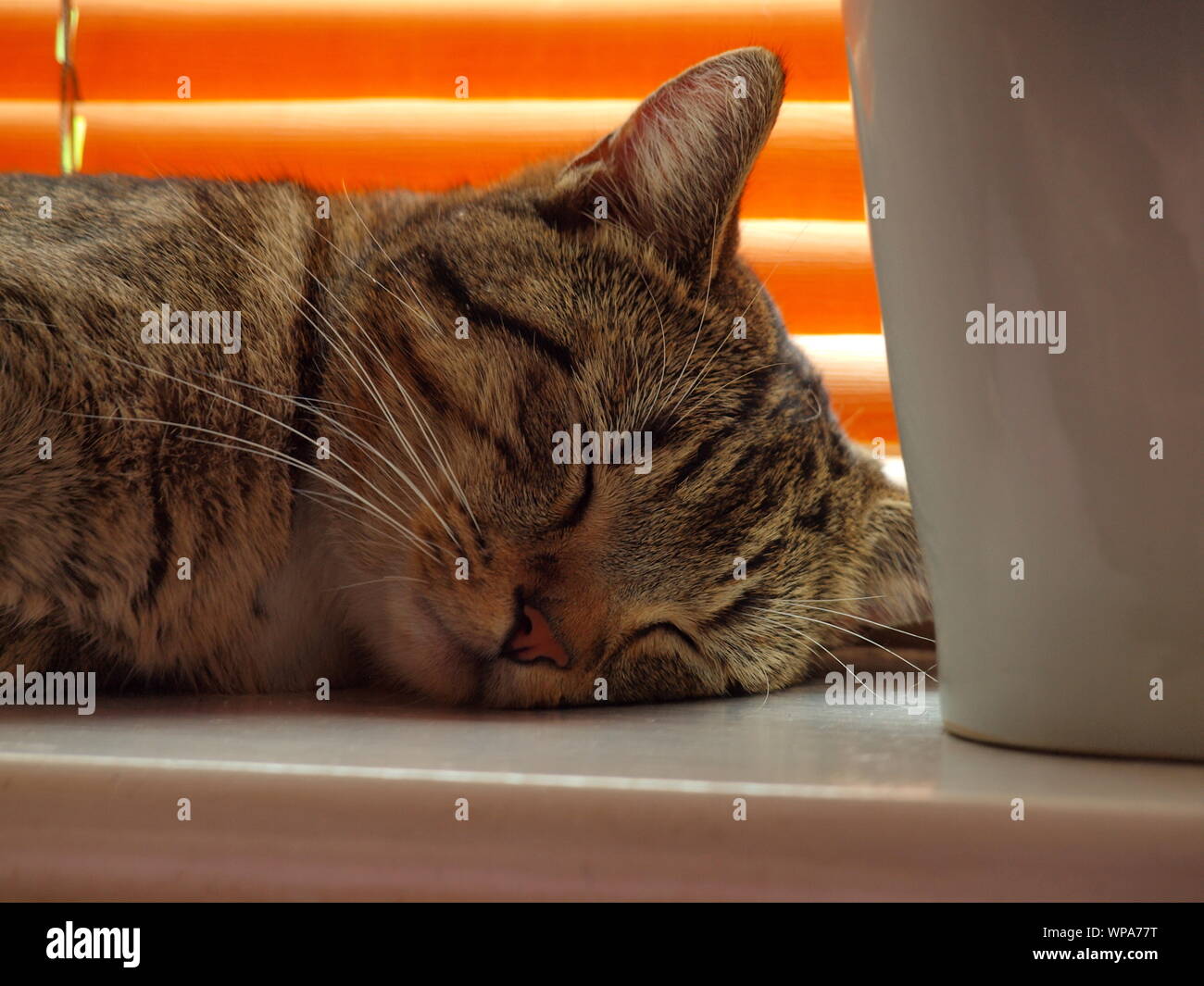 Männliche/tomcat Ägyptischen Mau Schlaf-/Napping auf einer Fensterbank in ein Inlands-/home Einstellung Felis catus Stockfoto
