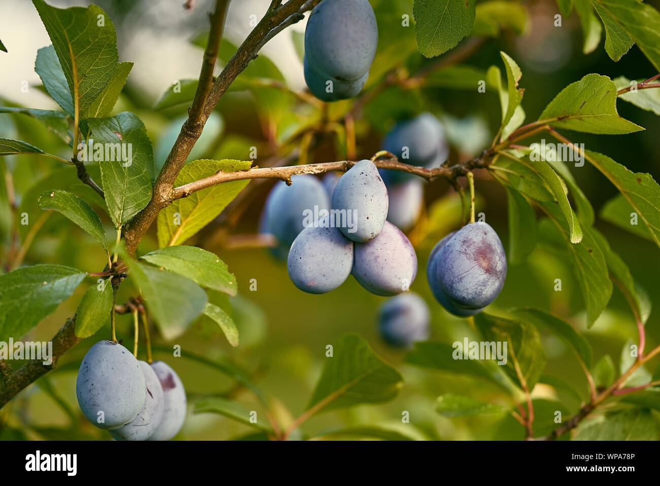 Pflaumenbaum closeup Stockfoto