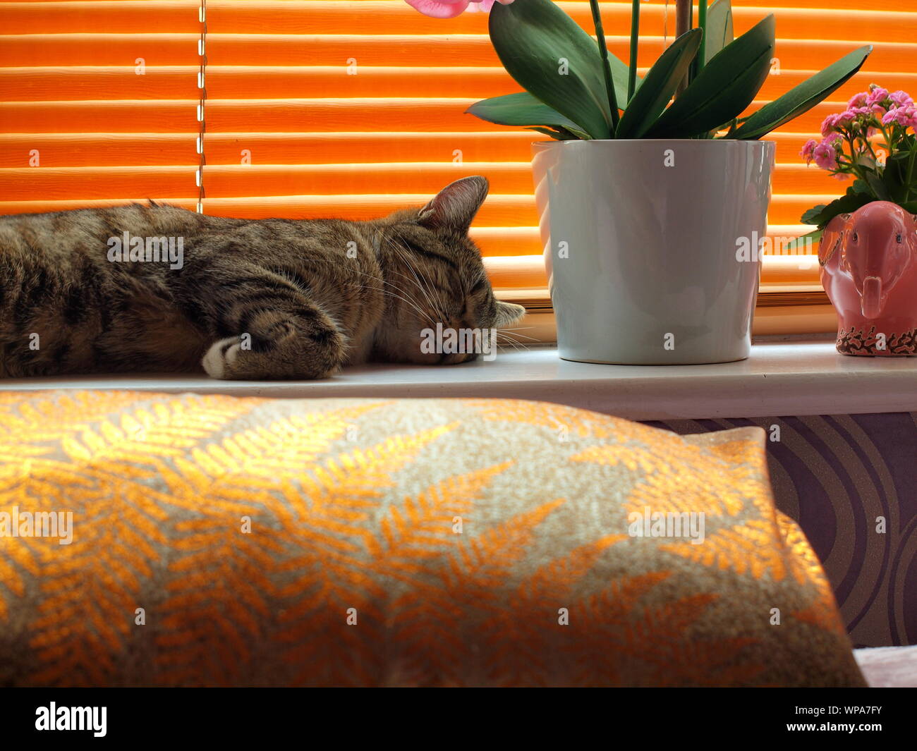 Männliche/tomcat Ägyptischen Mau Schlaf-/Napping auf einer Fensterbank in ein Inlands-/home Einstellung Felis catus Stockfoto