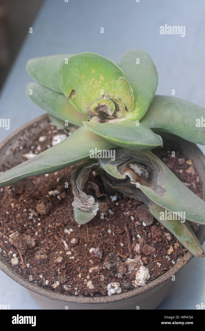 Mealybug Schäden an eine Crassula falcata Anlage. In der Nähe einer Anlage, die von mealybug beschädigt wurde Stockfoto