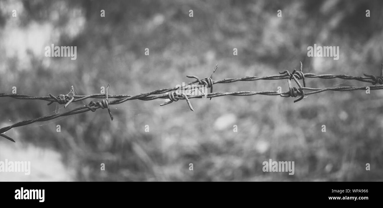 Stacheldraht. Stacheldraht auf Zaun zu fühlen Besorgnis erregende Konzept Stockfoto