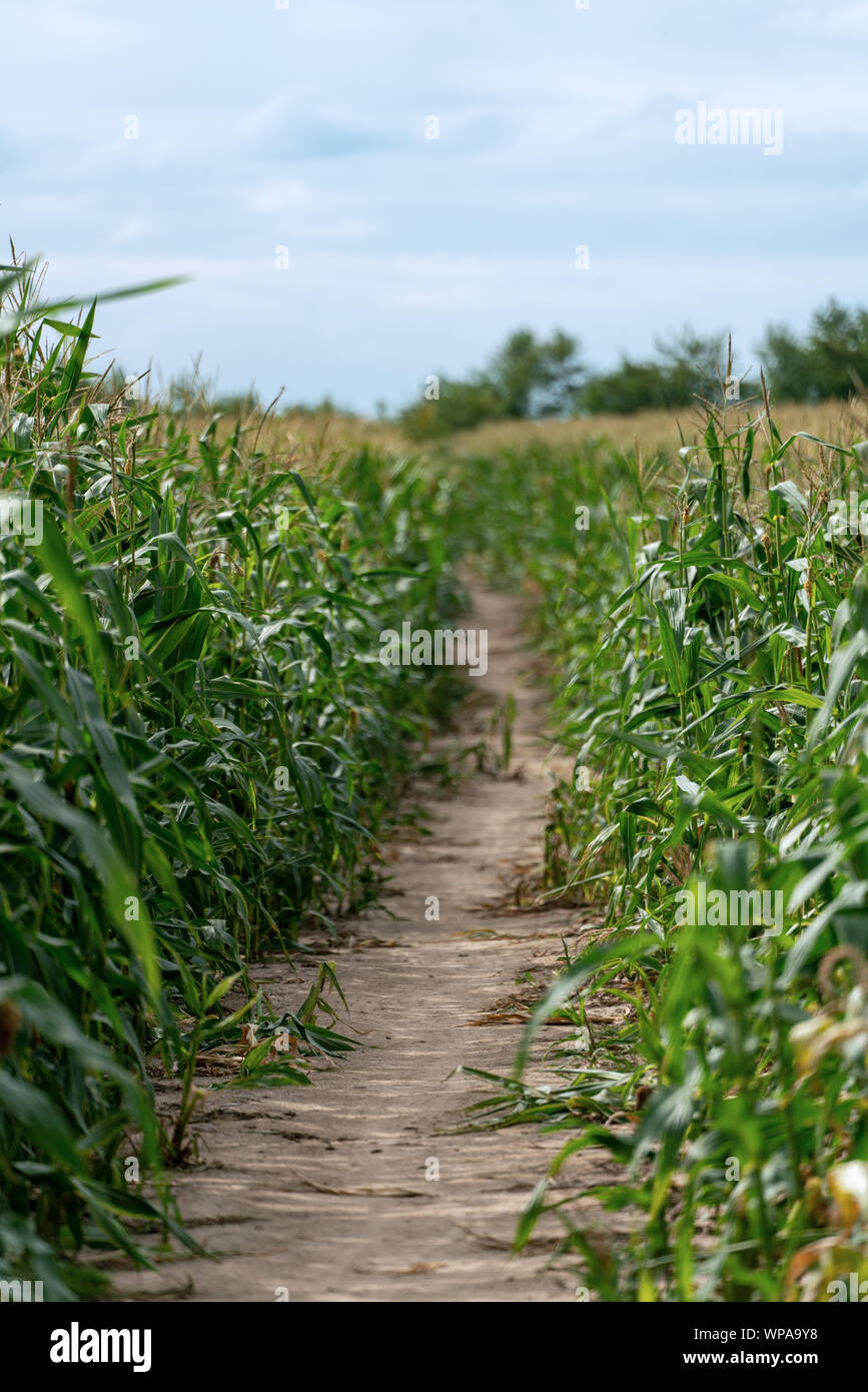 Pfad durch den cornfieldfrom klar im Vordergrund, um die unbekannte Zukunft Hintergrund unscharf in der Ferne führenden Stockfoto