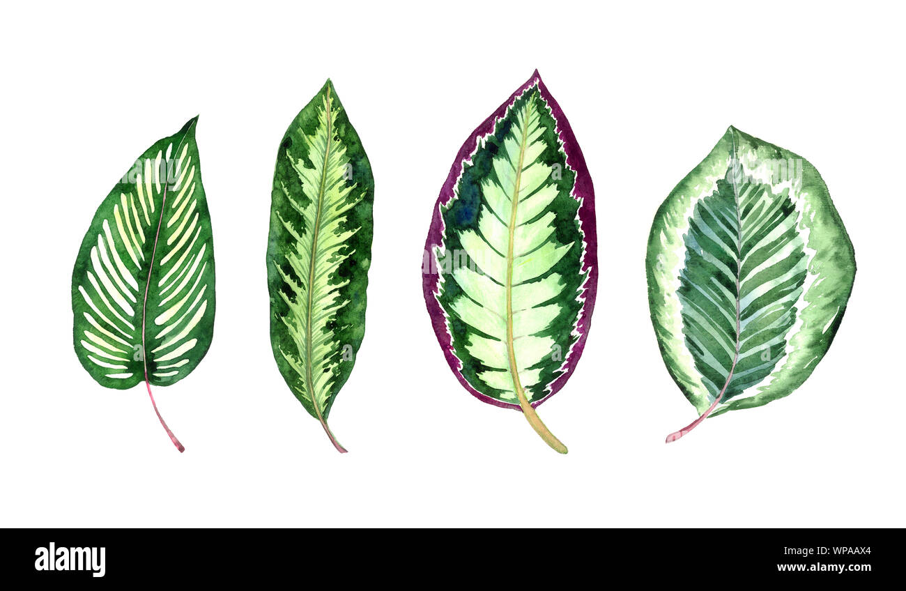 Maranta gestreiften Blätter Sammlung auf weiße Hand set isoliert gemalte Aquarell Illustration, Design Element für Karte, Einladung, Muster Stockfoto