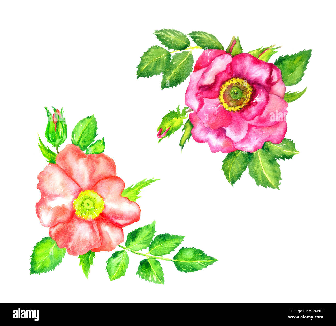 Satz von zwei Ecke Design wild rose rosa Blumen top Aussicht, Knospen und Blätter, weiße Hand isoliert gemalte Aquarell Abbildung Stockfoto