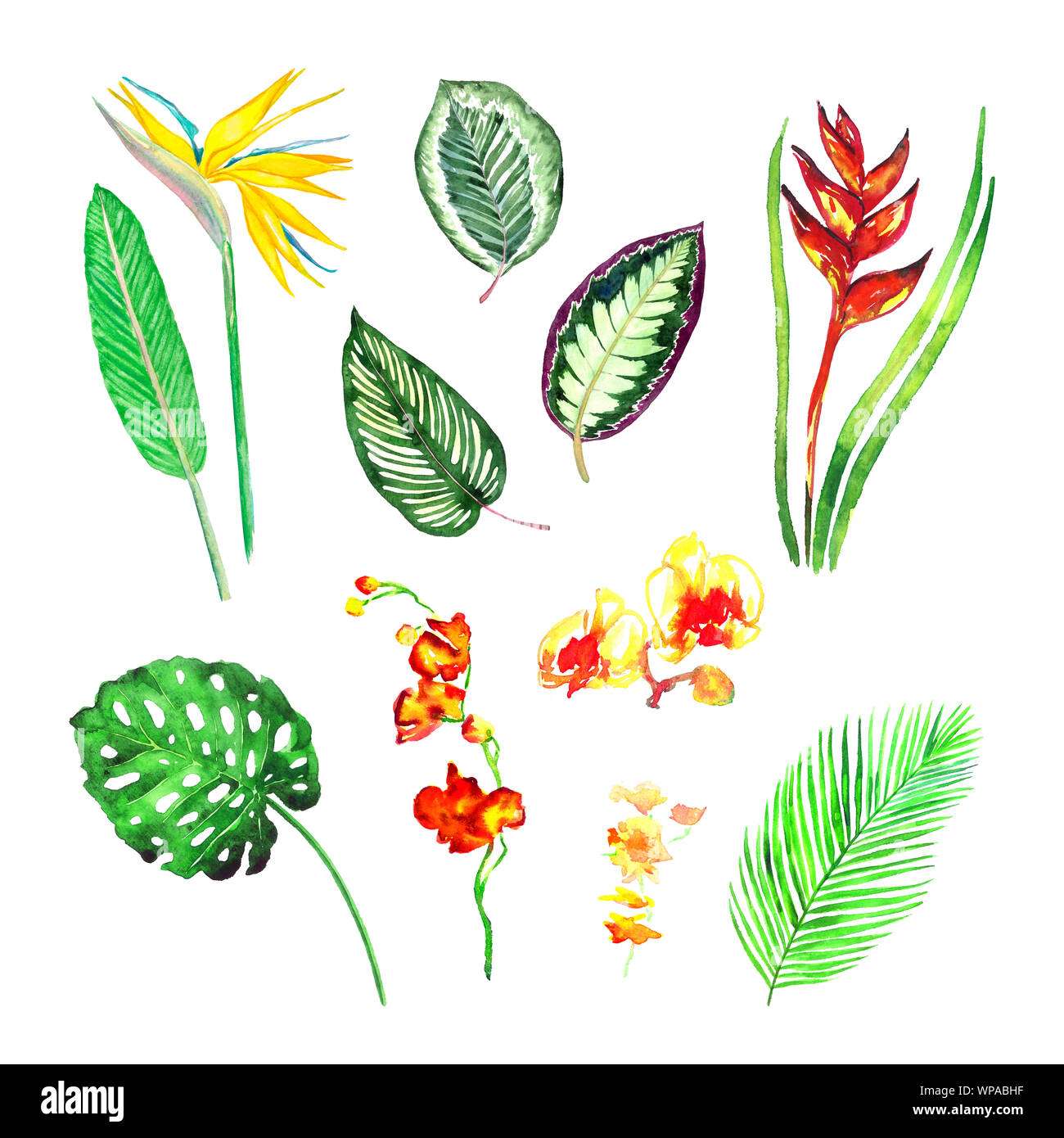 Split philodendrom, Areca Palm, Maranta gestreiften Blätter, strelezia Gelb und Rot, farbenfrohen Orchideen Blumen Sammlung, isoliert von Hand bemalt watercolo Stockfoto