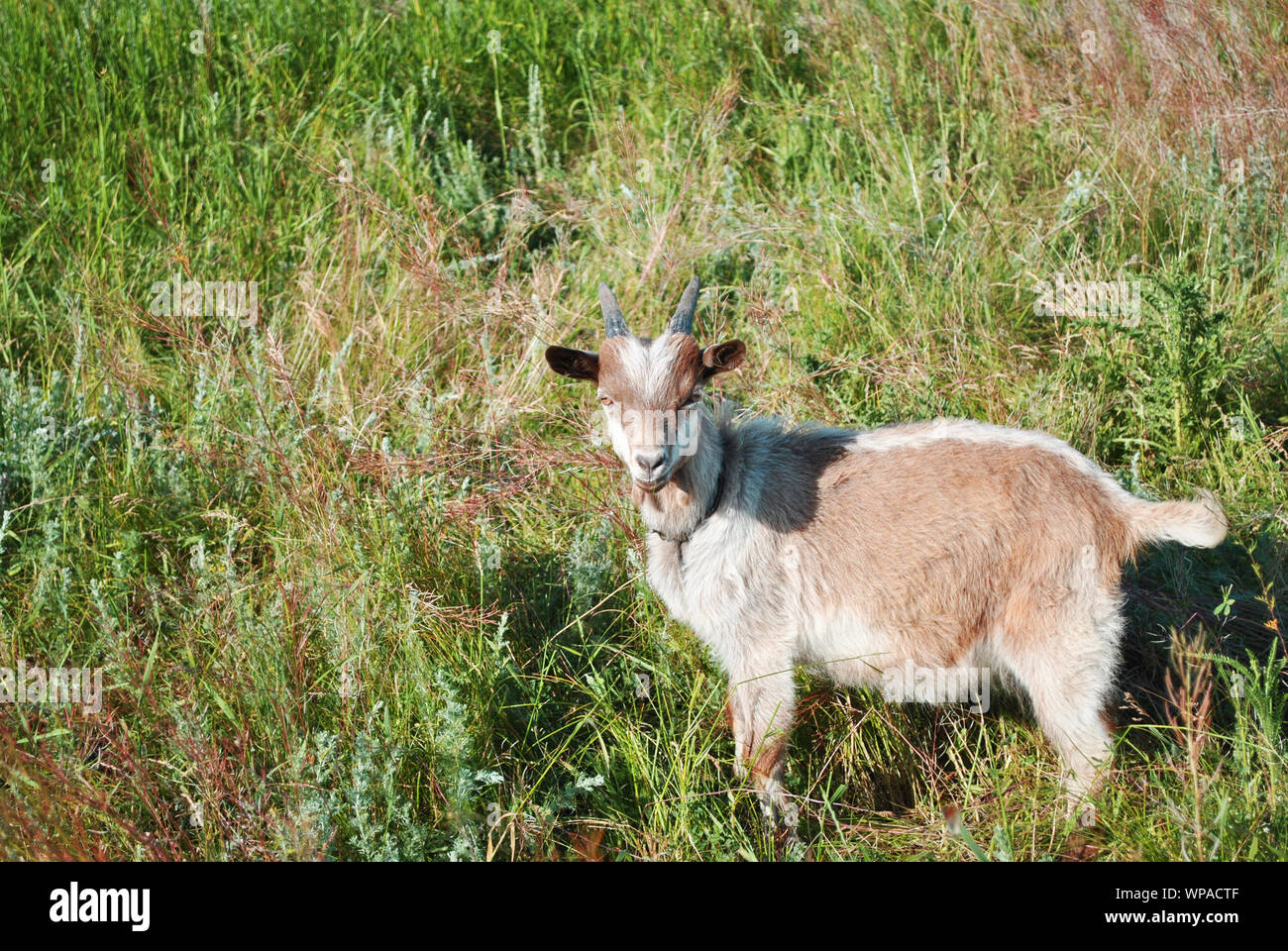 Braun-weiße Ziege stehend auf der grünen Wiese und gerade auf der Suche Stockfoto