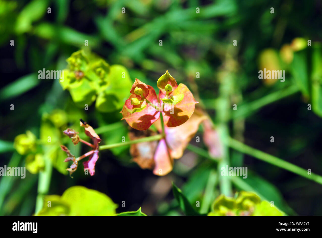 Euphorbia esula (grün oder grünen Wolfsmilch) blühen rosa Blüten Nahaufnahme Makro Detail, organische Struktur verschwommenen Hintergrund der Blüte Stockfoto