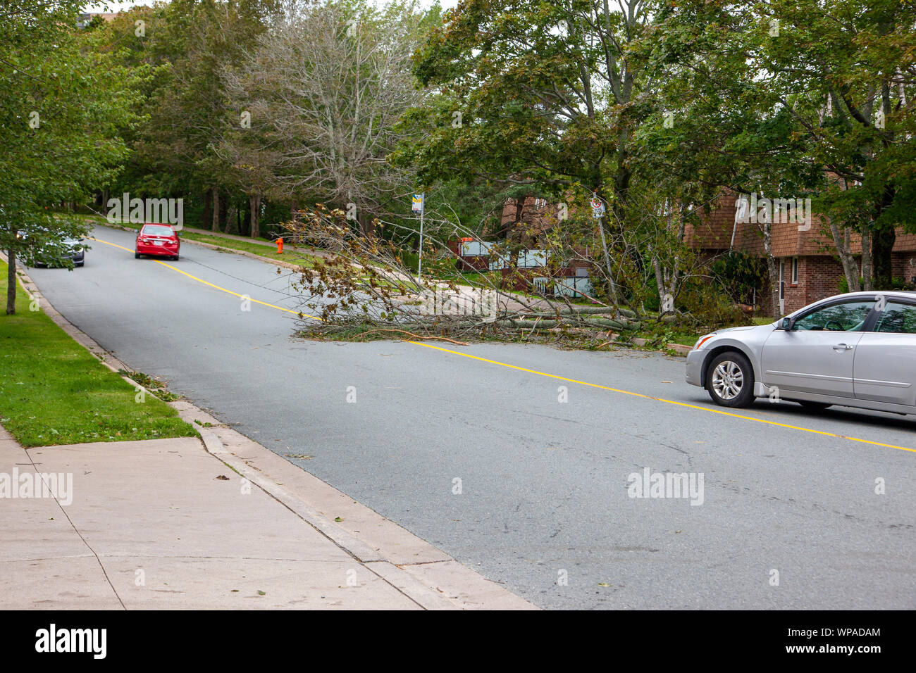 Halifax, Nova Scotia - September 8, 2019 - ein Fahrzeug wartet, um einen gefallenen Niederlassung und gefallenen power line nach dem Hurrikan Dorian in Kanada Pass Stockfoto
