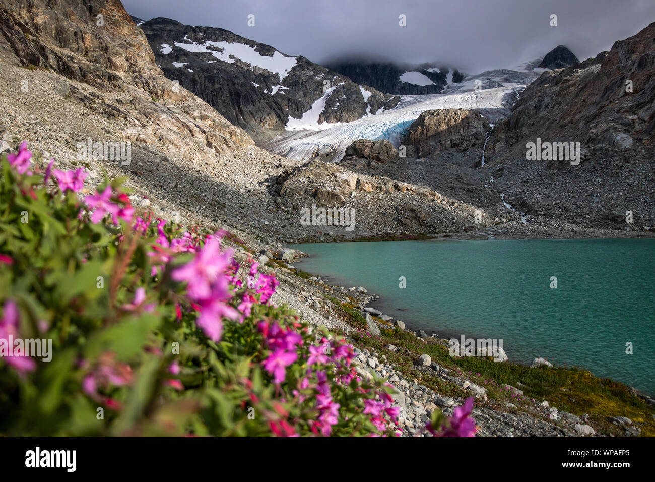 Rosa Blumen inmitten von Felsen mit See und Gletscher Stockfoto