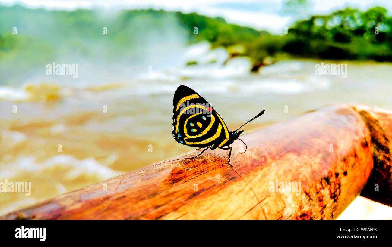 Schmetterling auf einer hölzernen anmelden Stockfoto