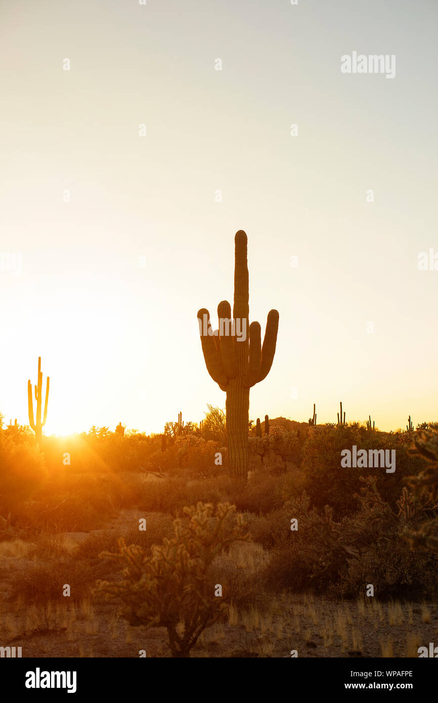 Gigantischen Saguaro in der Wüste Stockfoto