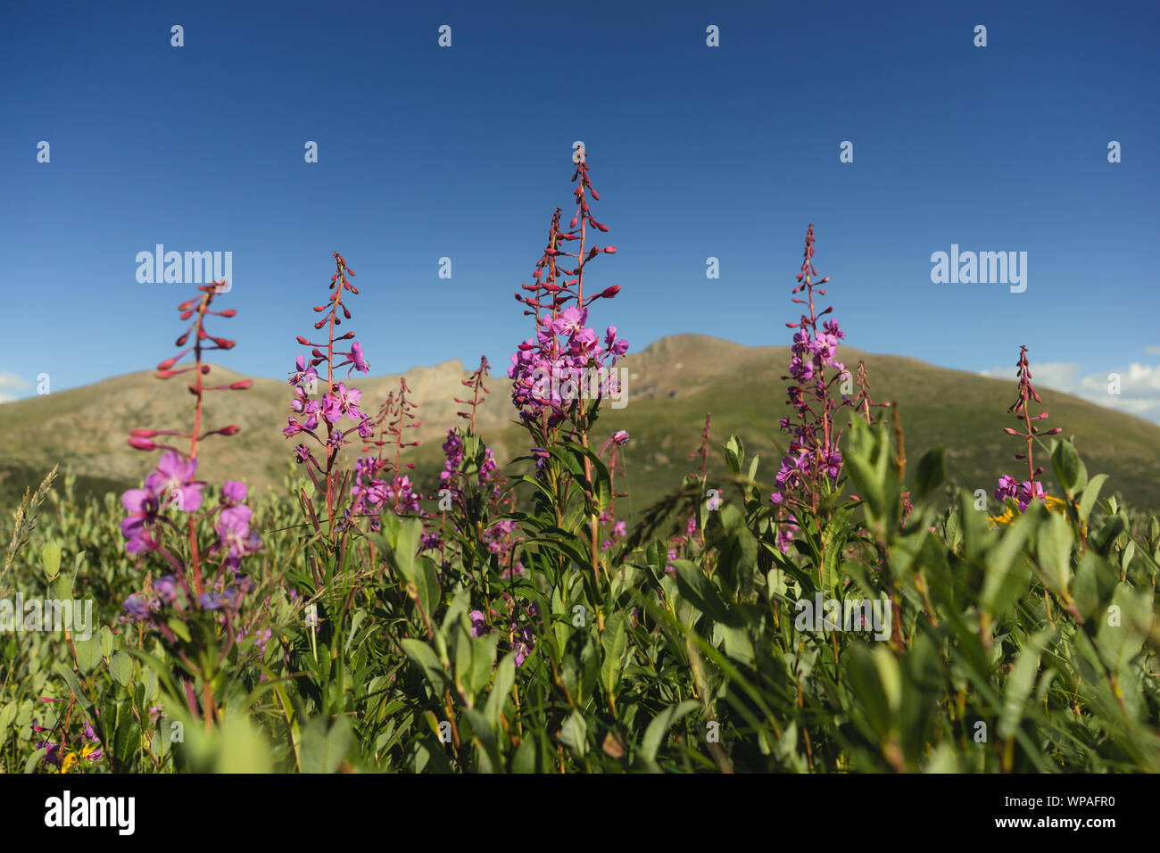 Wildblumen an Guanella Pass in Colorado mit fourteeners Hintergrund Stockfoto