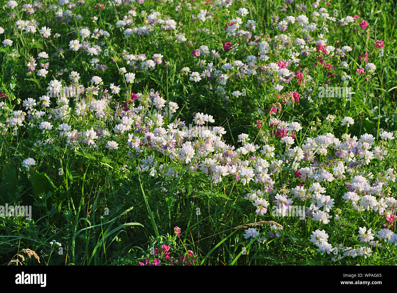 Securigera Varia (coronilla Varia), lila Krone vetch blühenden Blumen an sonnigen Frühling Glade, Blumen Hintergrund Stockfoto