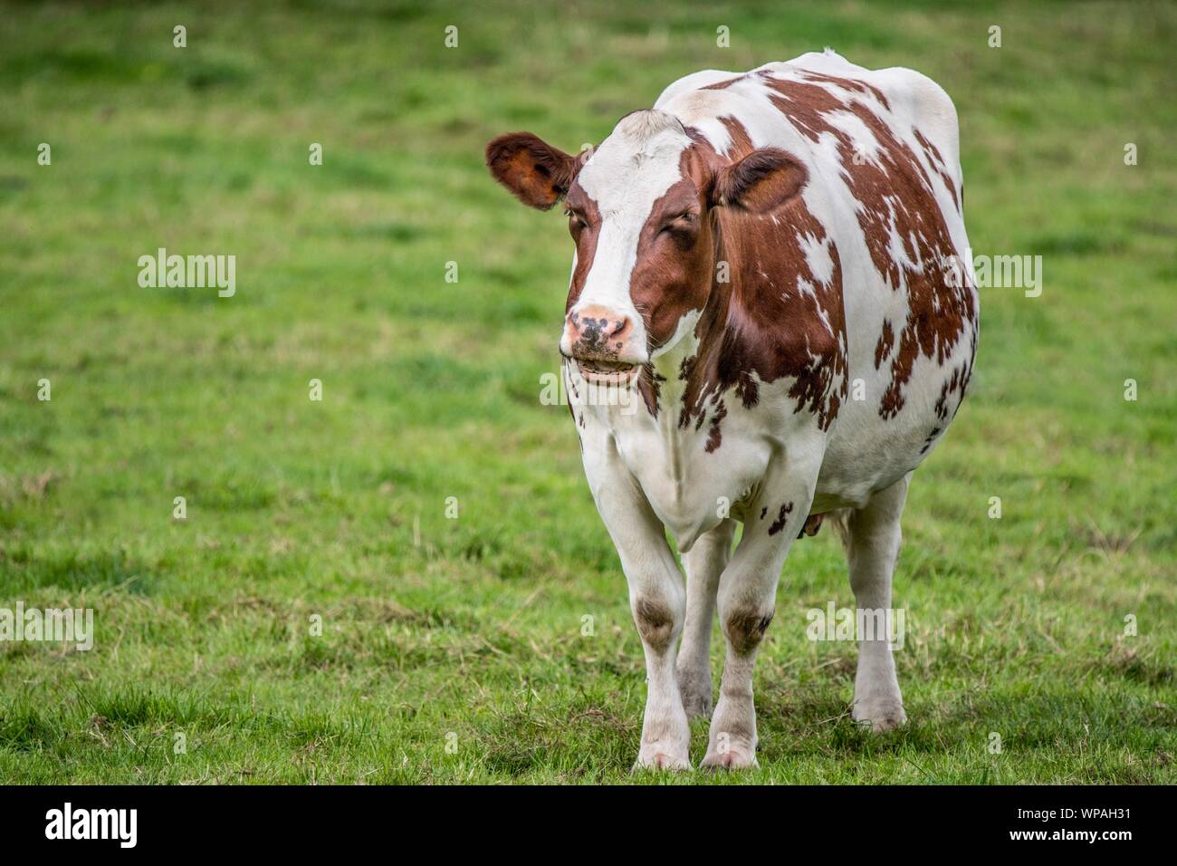 Eine Nahaufnahme Foto eines weißen und braunen Kuh stehend in einem Feld Stockfoto