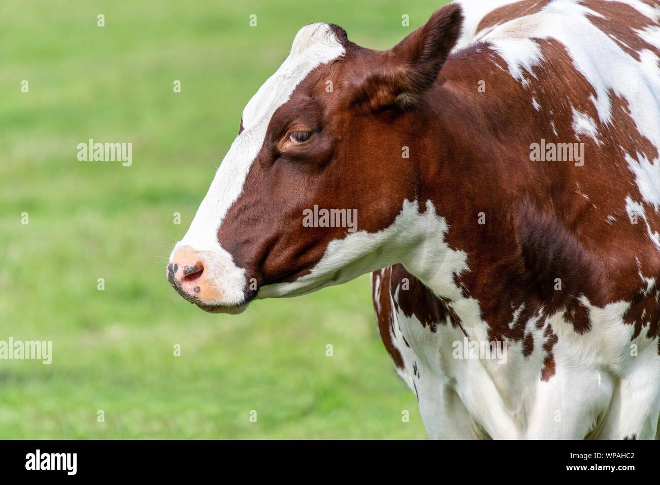 Eine Nahaufnahme Foto eines weißen und braunen Kuh stehend in einem Feld Stockfoto