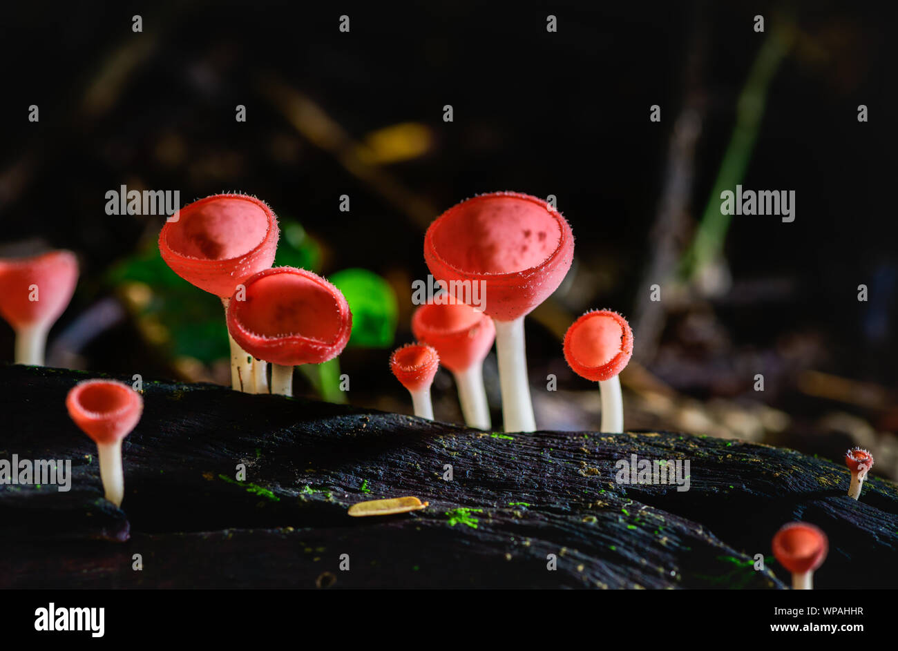 Pilze Pilz Champagner Schale Schale rot oder rosa brennen Schale, Tarzetta Rosea (REA) Dennis (Pyronemataceae), gefunden in den Regenwäldern von Zentral Thailand. Stockfoto