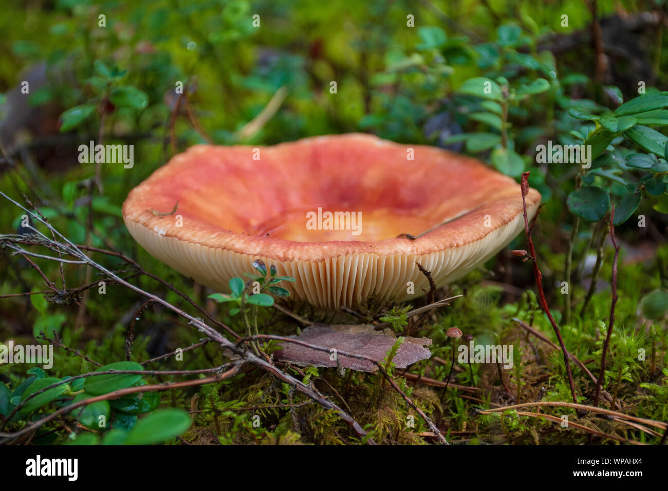 Essbare kleine Pilz Psathyrella mit Rot rotbraun Gap in Moss Herbst Wald Hintergrund. Pilz in der natürlichen Umwelt. Big Pilz Makro Nahaufnahme Stockfoto