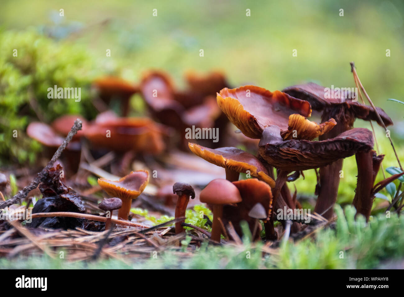 Schöne Nahaufnahme von einer Gruppe von braune Pilze wachsen auf einen alten Stamm mit grünem Moos. Pilz Makro, Pilze Foto, Wald Foto, Wald Stockfoto