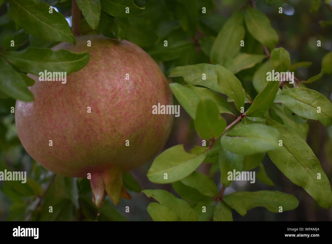 Granatapfel auf Baum Stockfoto