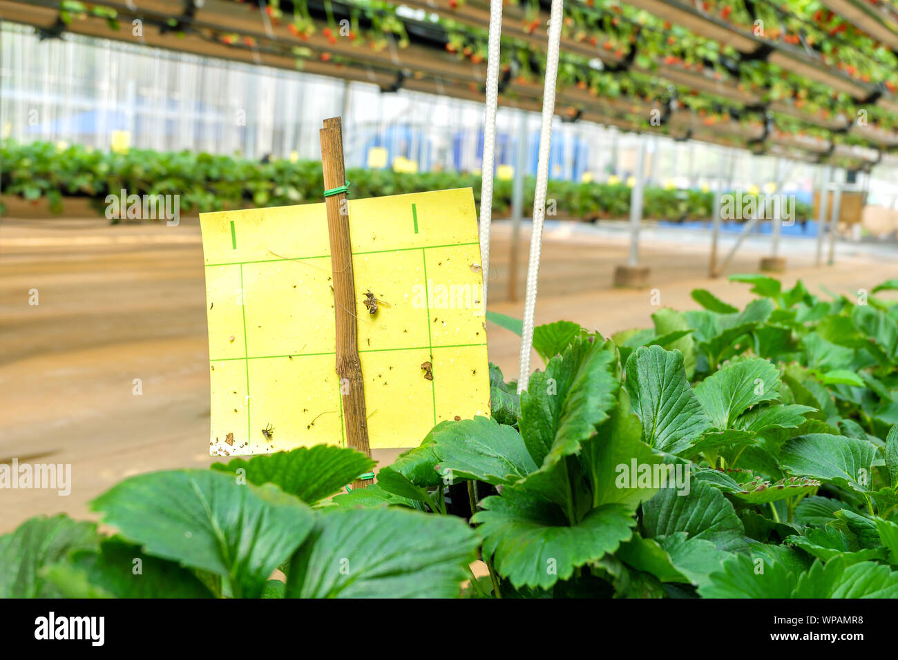 Smart Landwirtschaft Technologie Trend und Internet der Dinge (Iot), vertikale Landwirtschaft Konzept. Insekten trap Papier in Strawberry Farm. Stockfoto