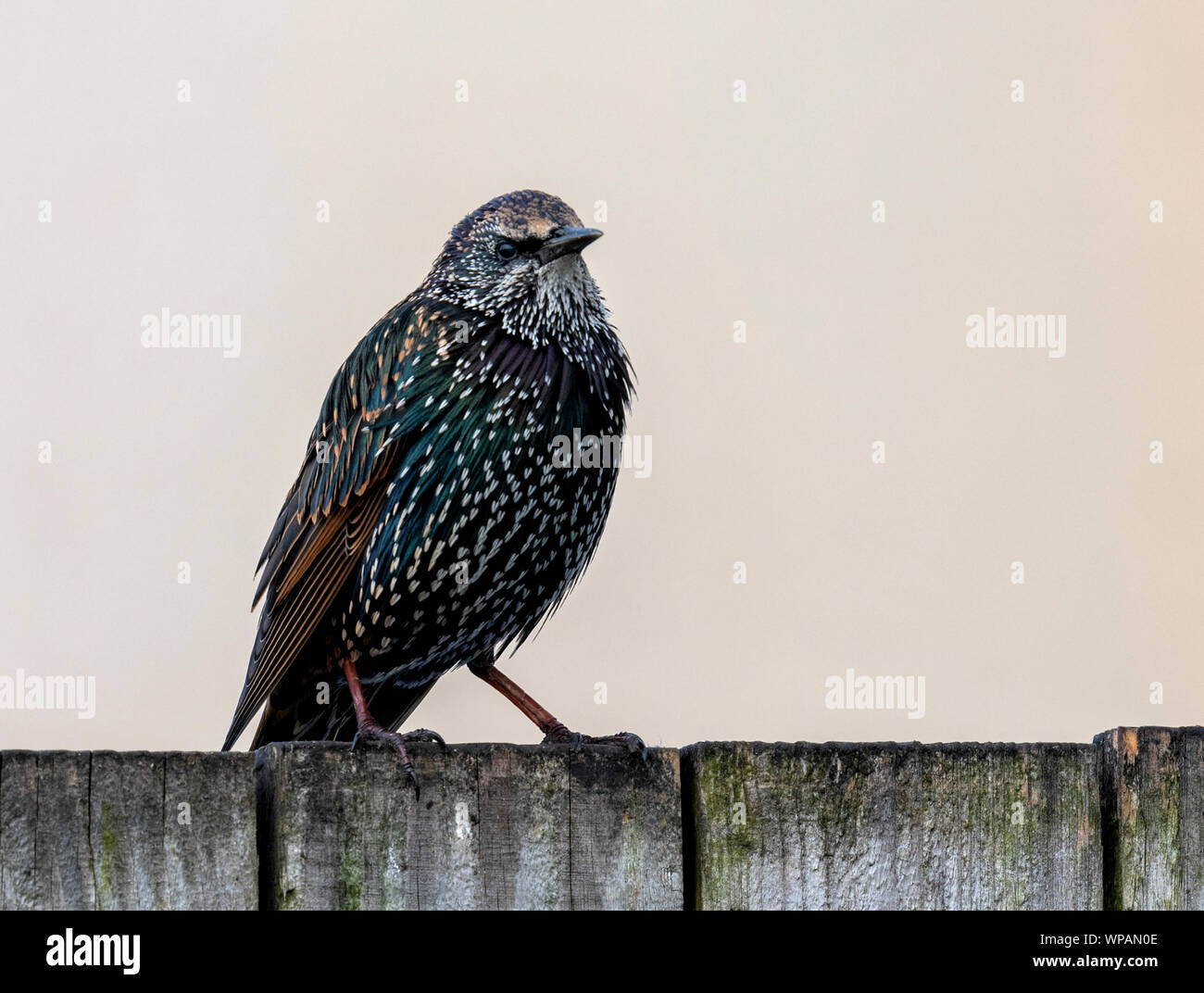 Eine bunte Common Starling (Sturnus vulgaris), oben auf einem hölzernen Gartenzaun gehockt Stockfoto