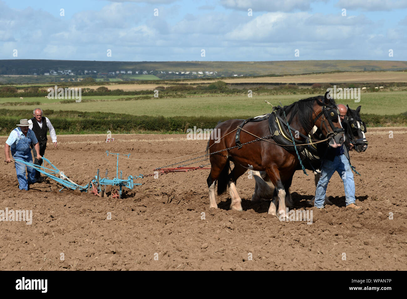 Team von 2 Cobb Pferde das Land in der Gower Pflügen pflügen übereinstimmen. Traditionelle Anbaumethoden können die Gesundheit des Bodens erhalten, mit weniger Bodenverdichtung. Stockfoto