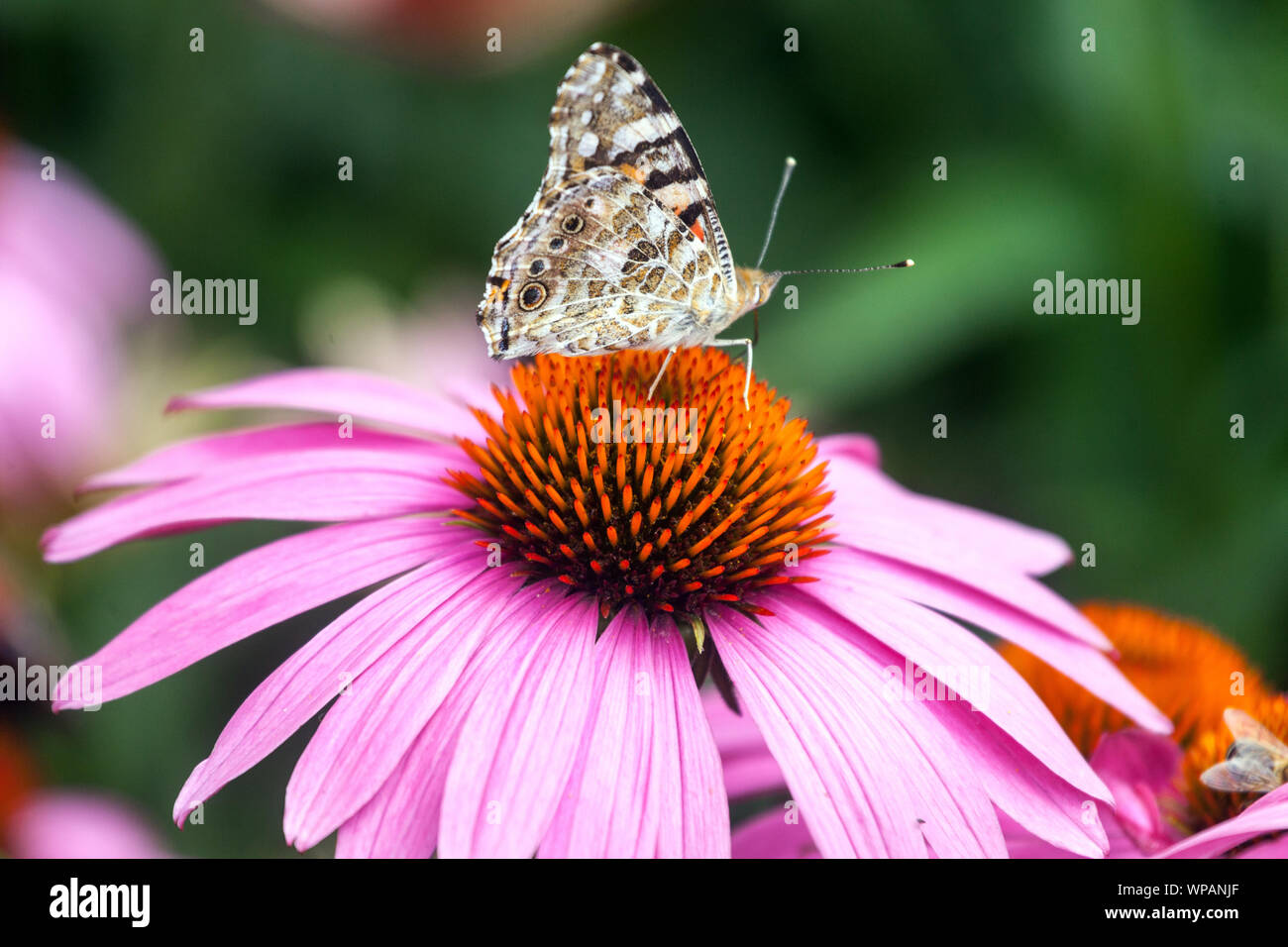 Schmetterling auf Blumenfütterung Nektar, lila Coneflower, gemalte Dame Schmetterling auf Echinacea Blume Insekt auf einer Blume Stockfoto