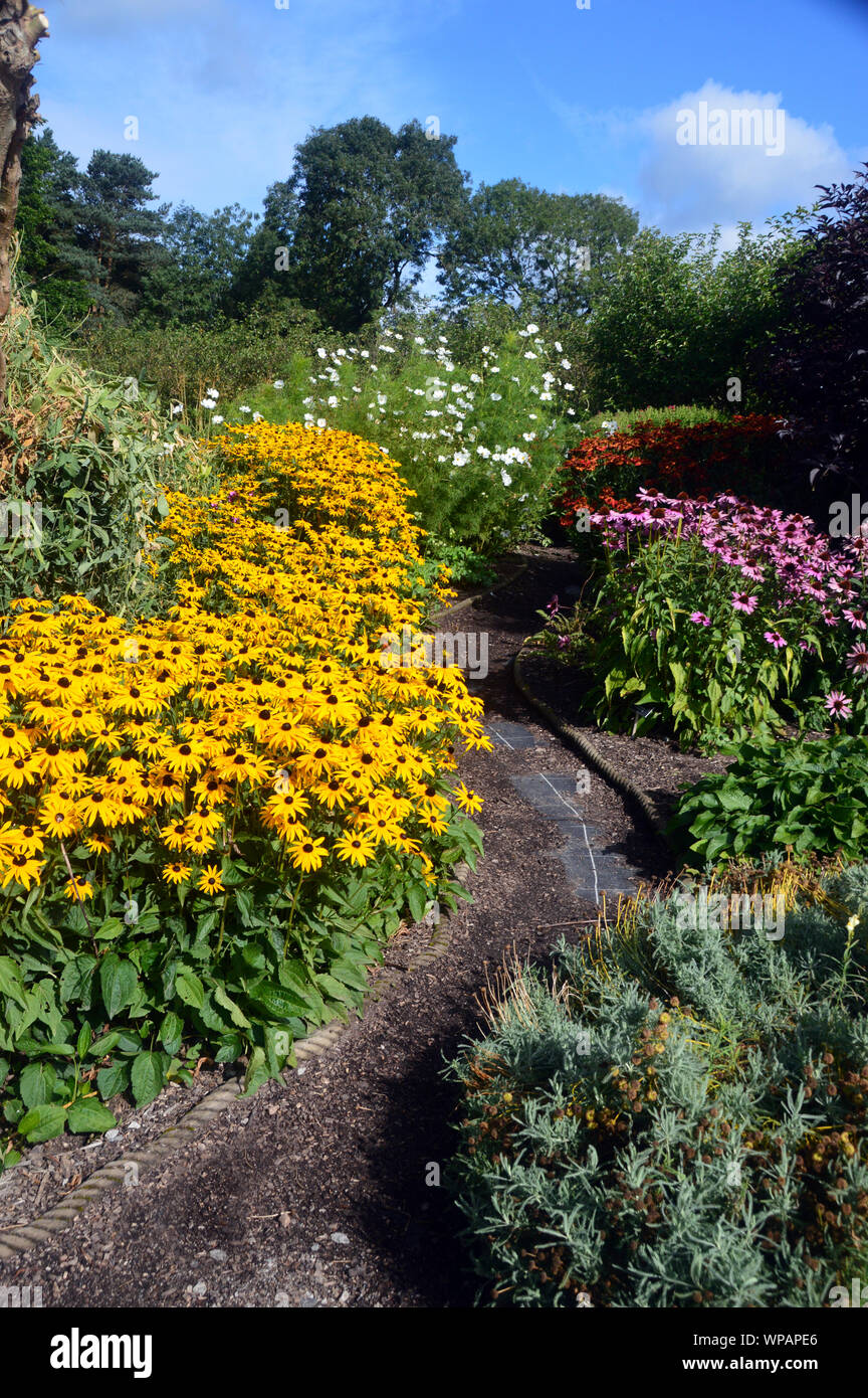 Fußweg durch Coneflowers/black-eyed-Susans (Rudbeckia) Grenze an RHS Garden Harlow Carr, Harrogate, Yorkshire. England, UK. Stockfoto