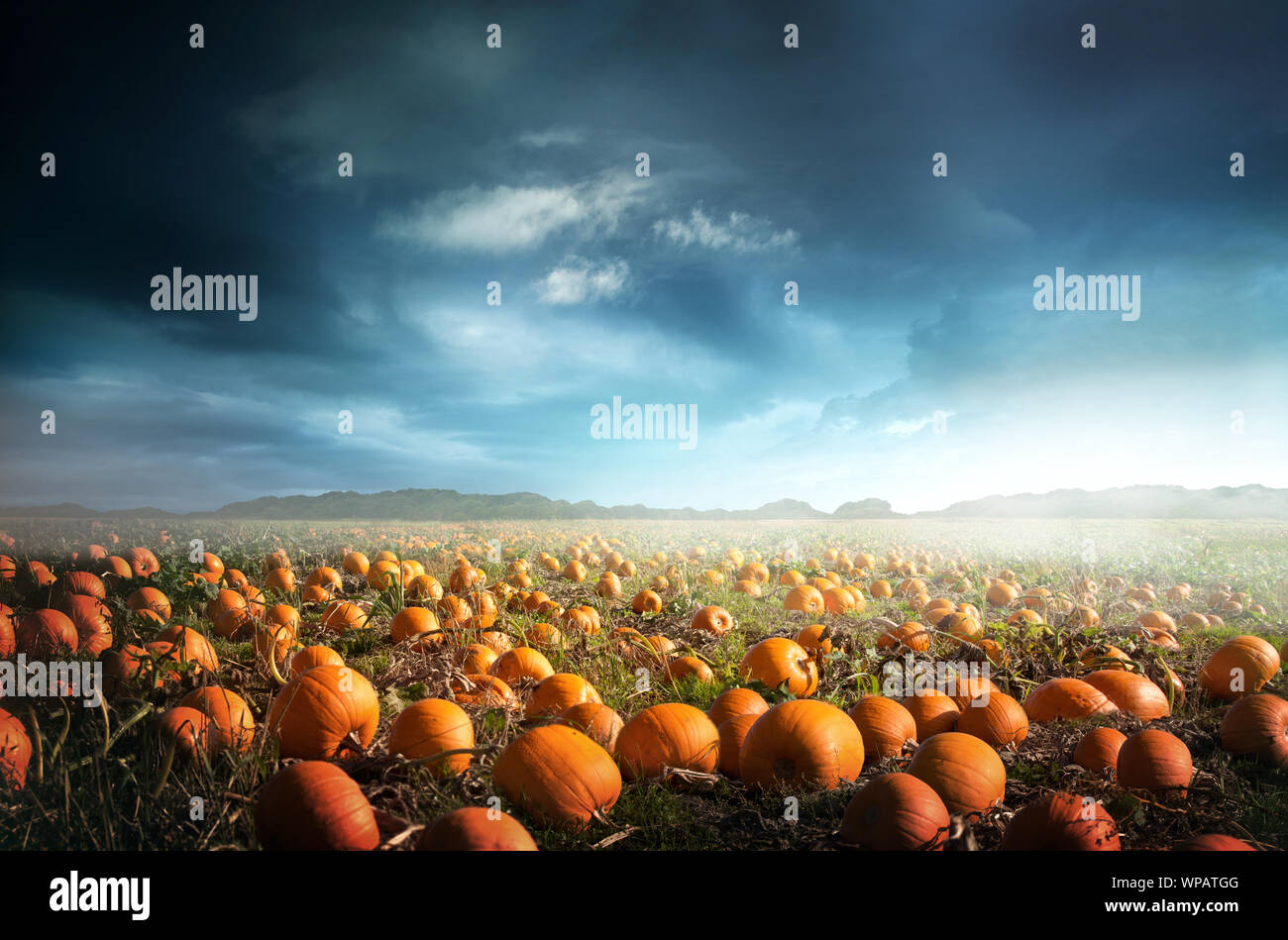 Ein gruseliges halloween kürbis Feld mit einem Moody Himmel. Foto Composite. Stockfoto