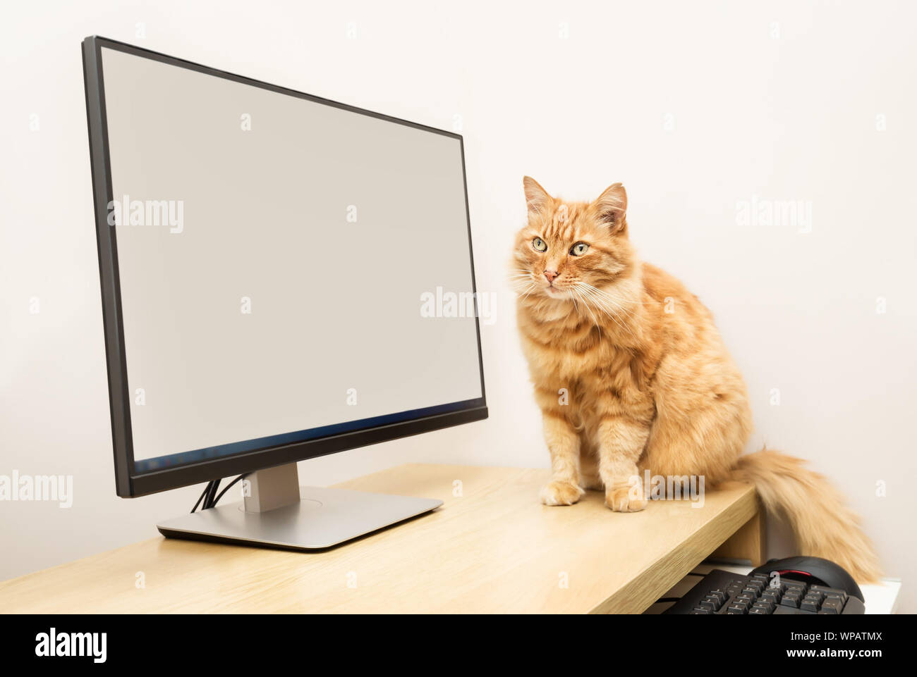 Nahaufnahme eines Ingwer Katze sitzt auf einem Tisch in der Nähe des Computers. Stockfoto