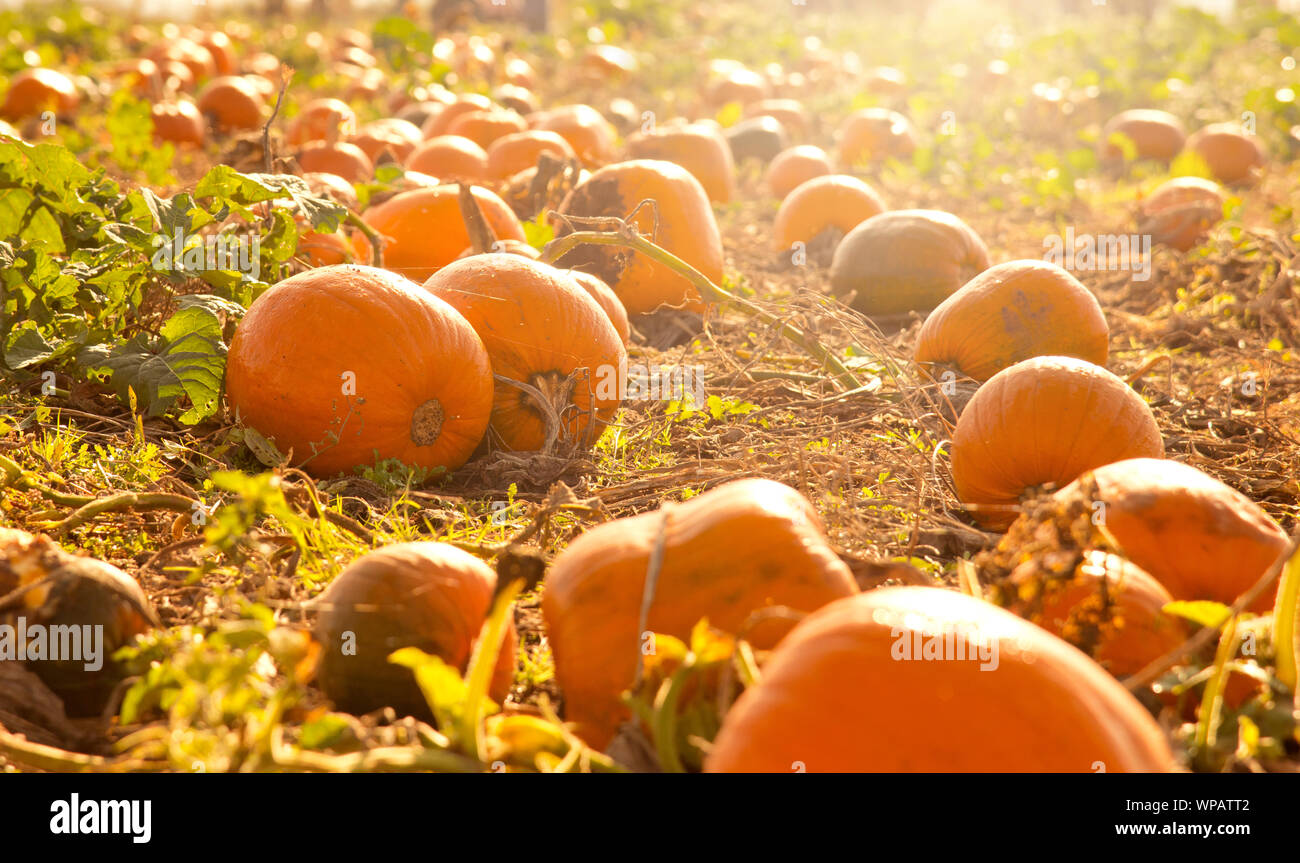 Große runde Orange Pumpkin Patch in einem Feld im Freien mit einem niedrigen Sonne im Herbst. Halloween Scenic. Stockfoto