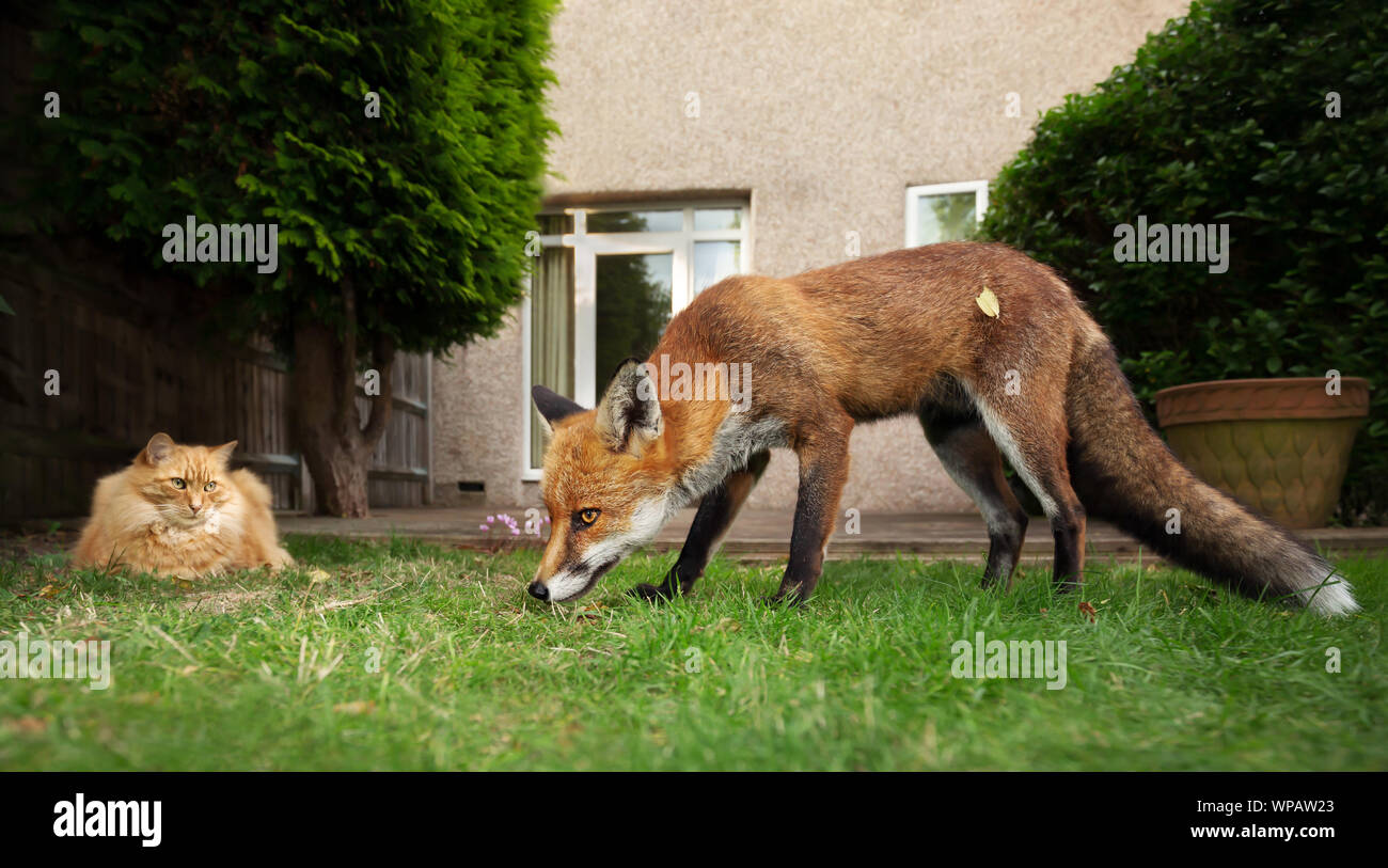 Nahaufnahme einer Katze und Fuchs im Garten, UK. Stockfoto