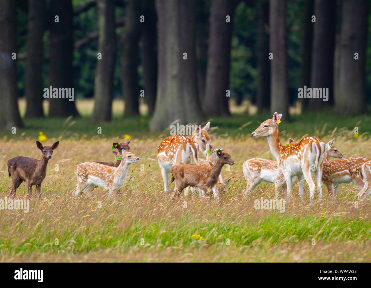 Damhirsch (Dama dama), niedliche Baby-Rehkitze mit Weibchen tut, wilde Herde in Phoenix Park, Dublin, Irland. Dunkle Waldbäume. Tags in den Ohren Stockfoto