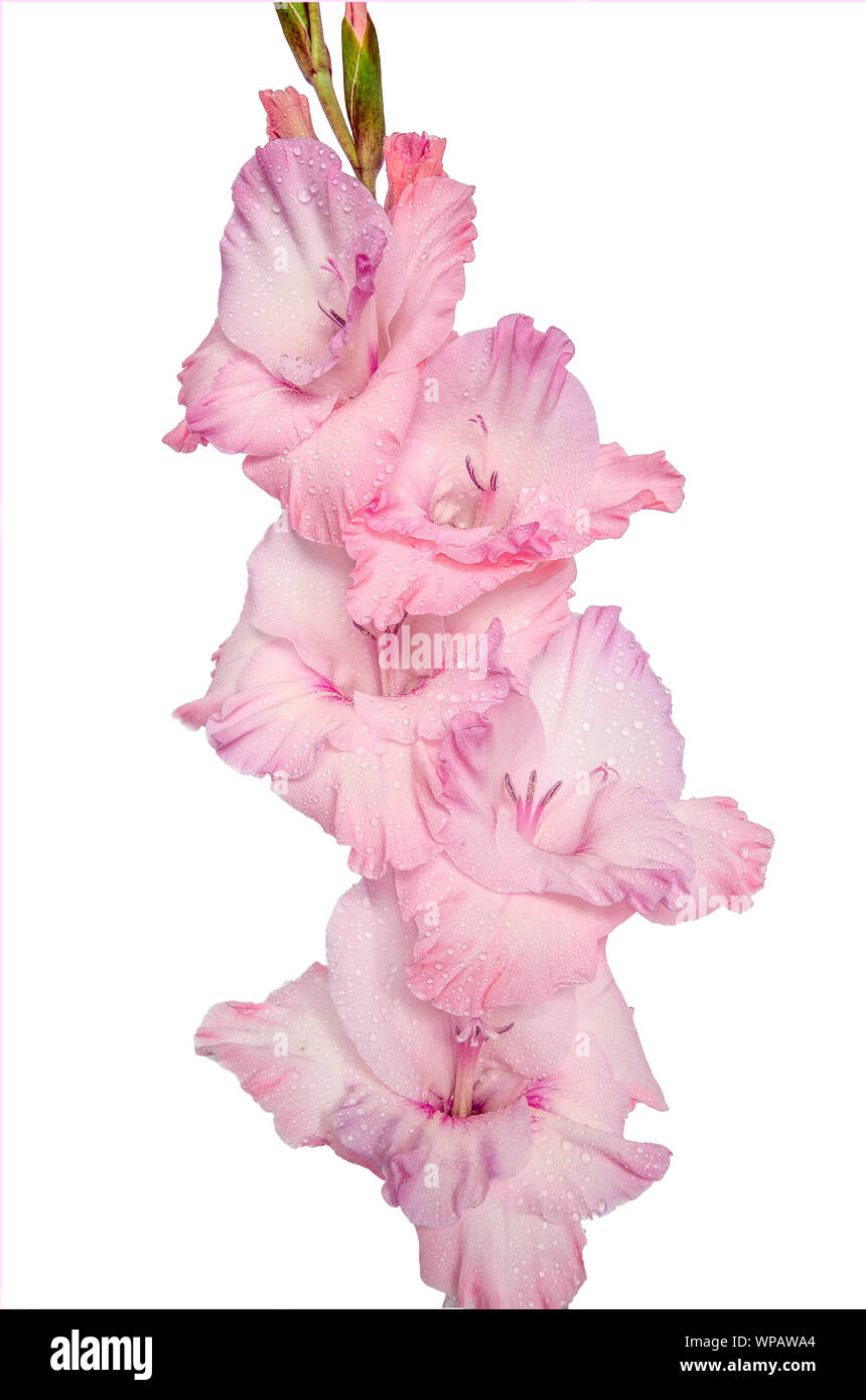 Single sanfte rosa gladiolus Blume mit Wassertropfen auf Blüten nach Regen, Nahaufnahme, auf weißem Hintergrund Stockfoto