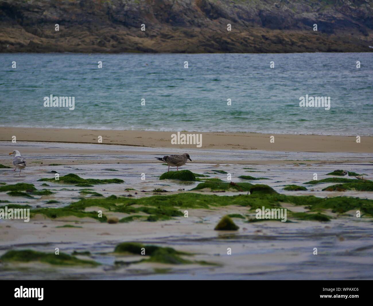 Mouette sur le Sable entre les rochers recouverts d'algues Au bord de la Mer, Plage de Brest, Gruppen de Mouettes ramassant des Vers de sable Stockfoto