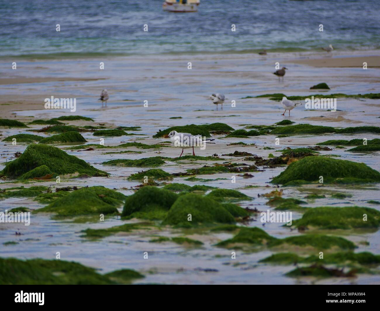 Mouette sur le Sable entre les rochers recouverts d'algues Au bord de la Mer, Plage de Brest, Gruppen de Mouettes ramassant des Vers de sable Stockfoto