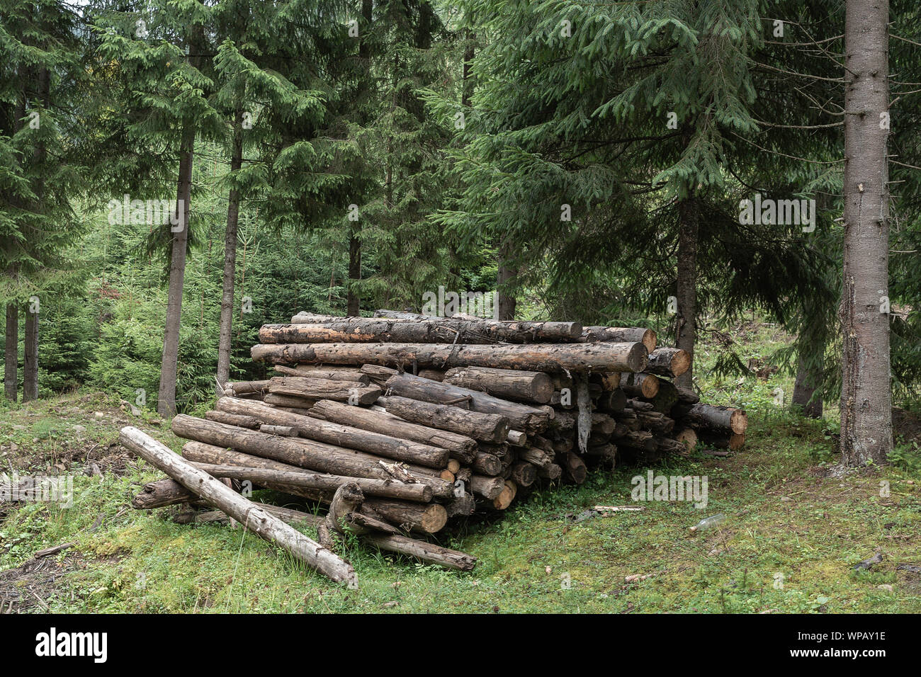 Cutted Wald Chunks in den Wäldern Stockfoto