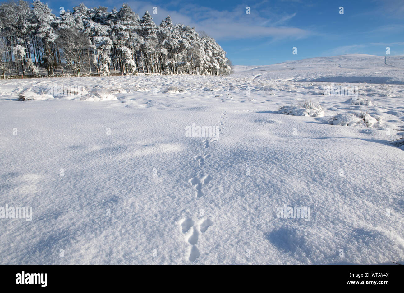 Spuren eines Feldhase, Lepus europaeus, in Schnee über ein Moor. Cumbria, Großbritannien. Stockfoto