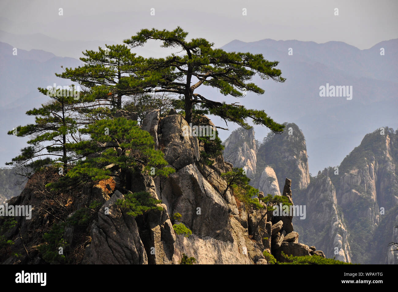 Die Landschaft des Huangshan, die Gelben Berge, Nationalpark, Anhui, China Stockfoto