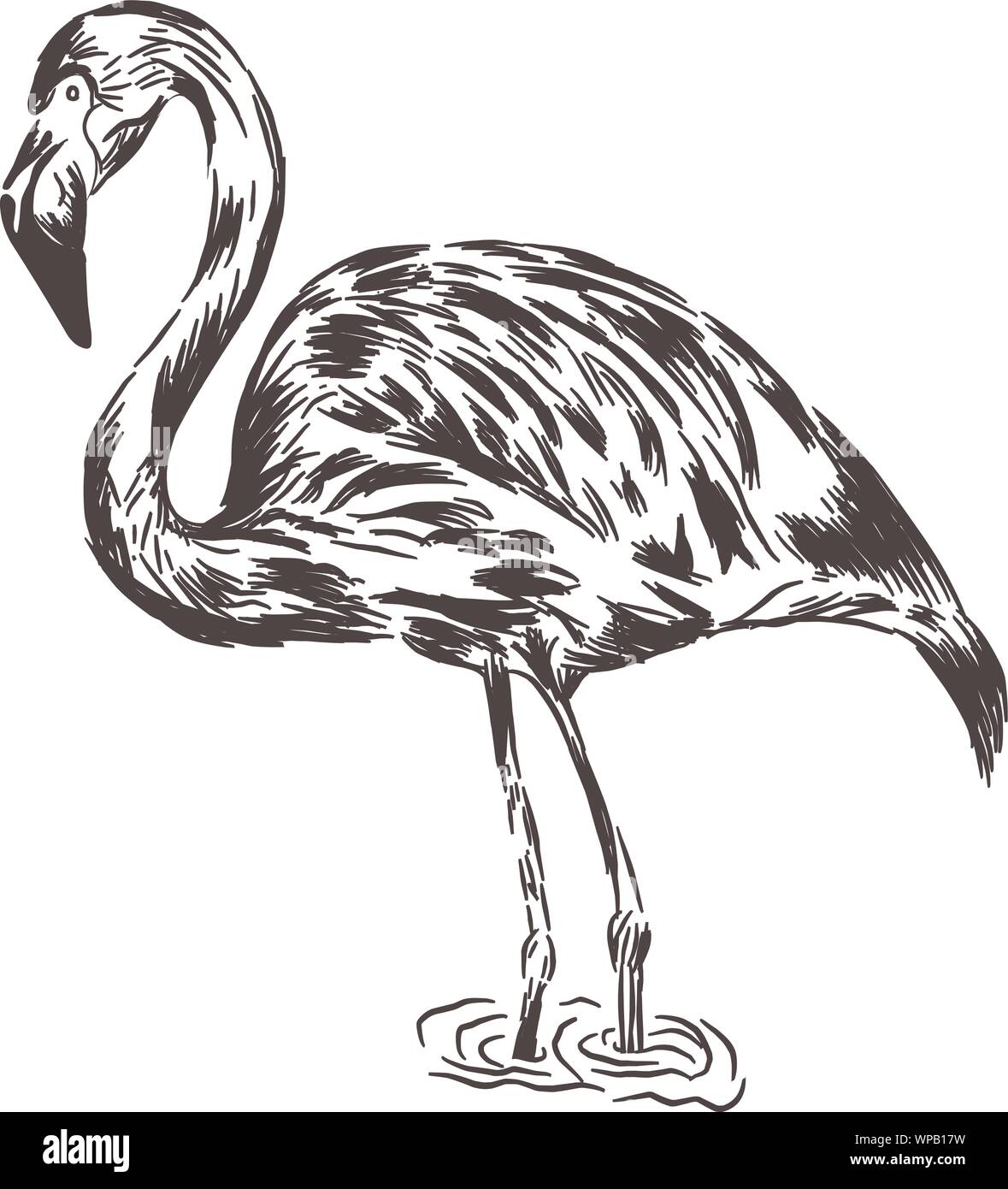 Flamingo Vector Illustration auf weißem Hintergrund Stock Vektor