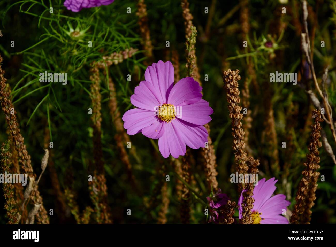 Muster Blumen, Sträucher und Bäume Stockfoto