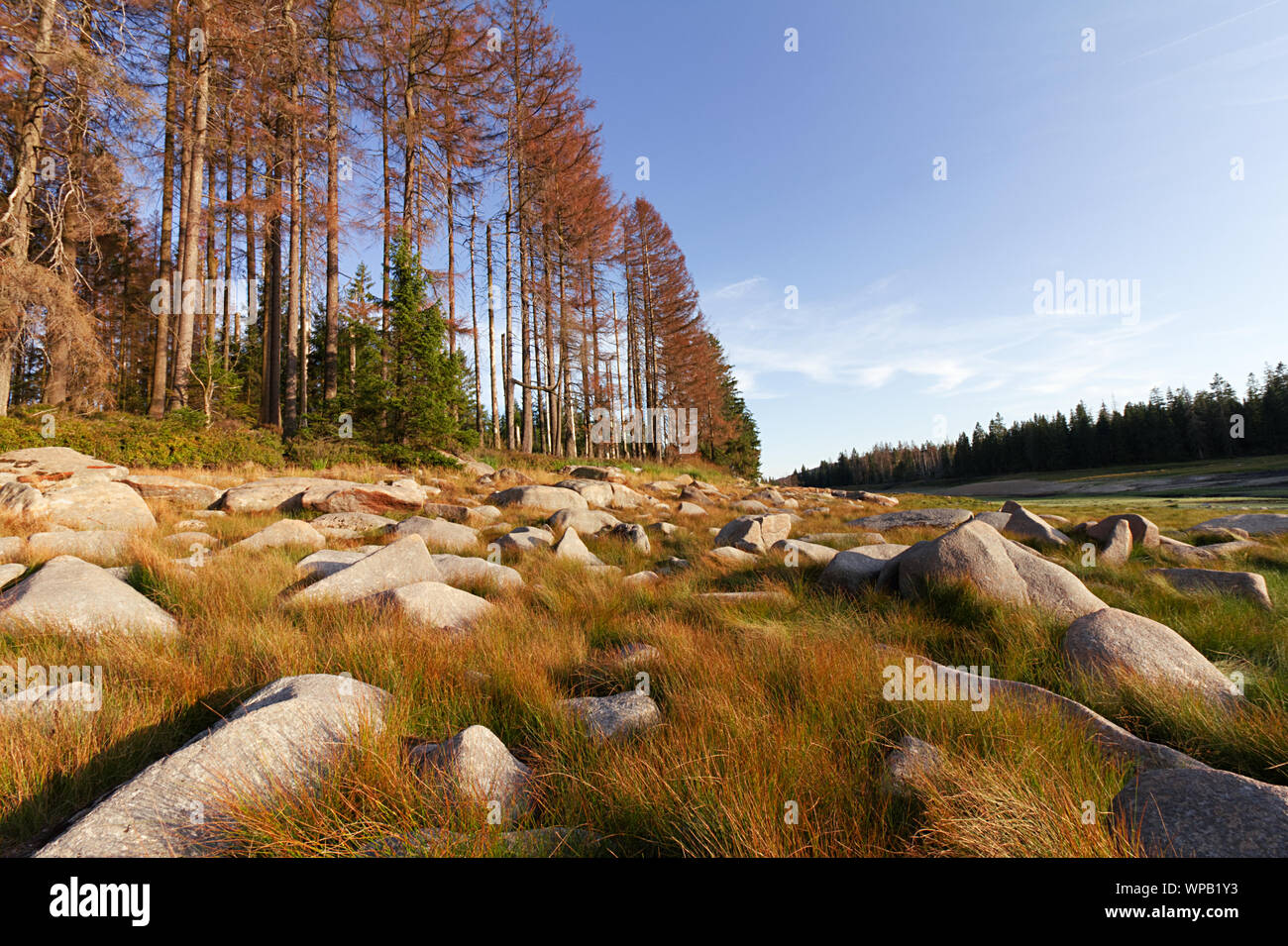 Oderteich im Harz Stockfoto