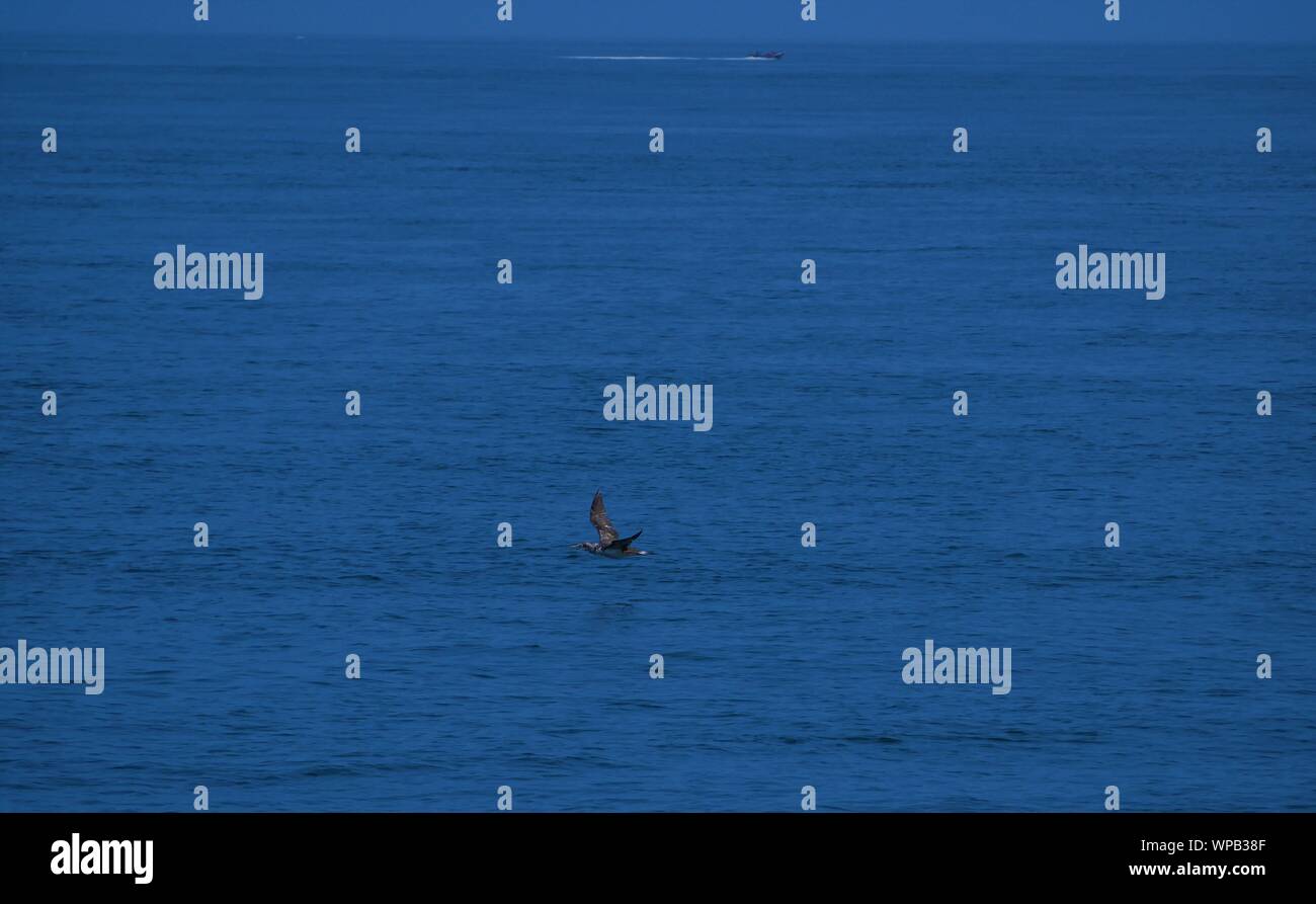 Albatros Au dessus de la Mer, Albatros à haute Volant vitesse Au dessus de l'eau, Albatros volant Au dessus de la mer d'Iroise, Archipel de Molène Stockfoto