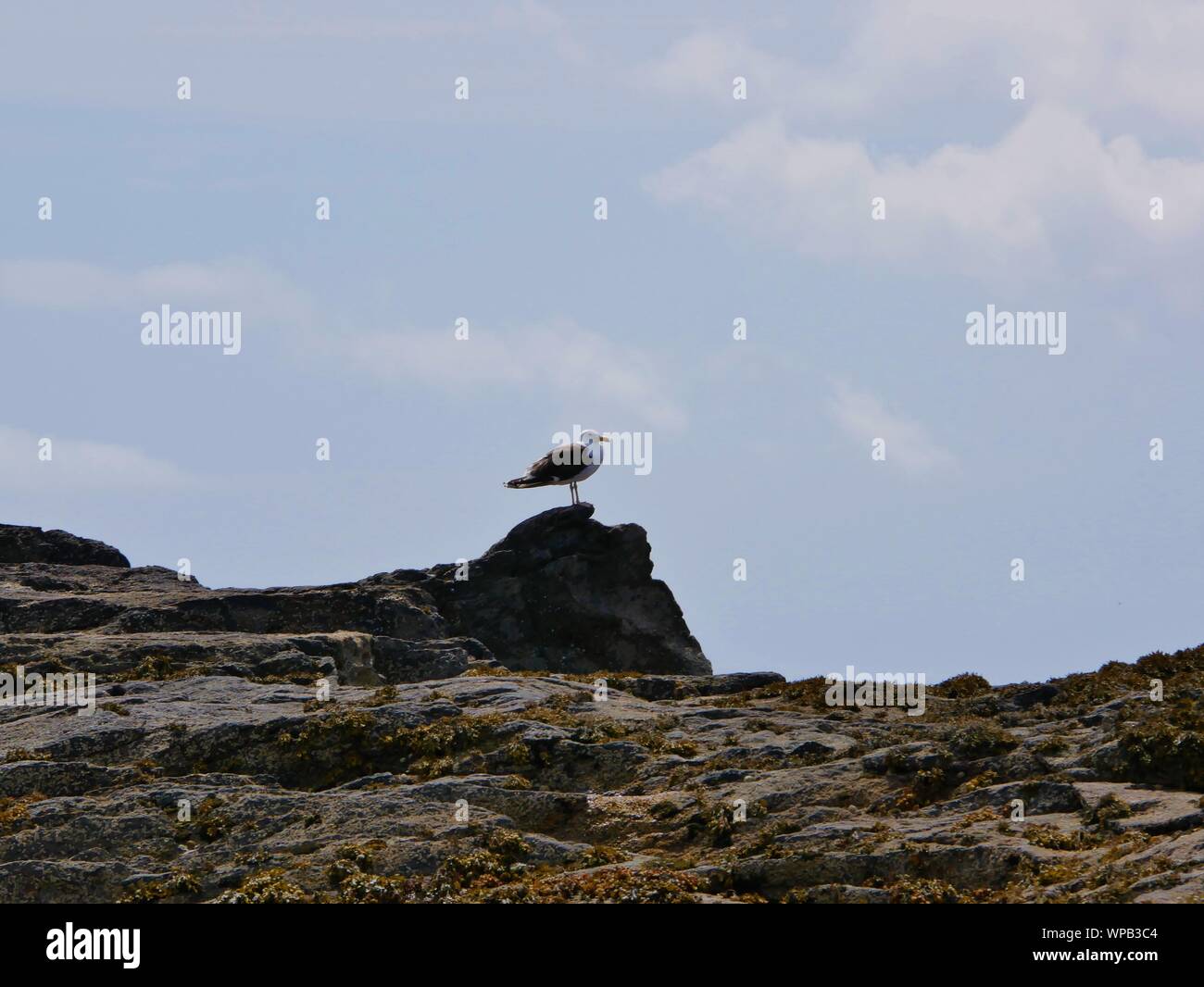 Goéland percher sur un-Rocher, goéland Bec ouvert, goéland qui Hurle, goéland sur un-Rocher au bord de la Mer, goéland sur l'île de Molène Stockfoto