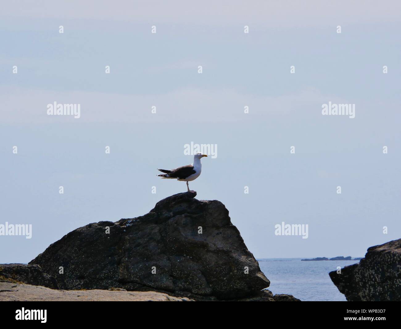 Goéland percher sur un-Rocher, goéland Bec ouvert, goéland qui Hurle, goéland sur un-Rocher au bord de la Mer, goéland sur l'île de Molène Stockfoto