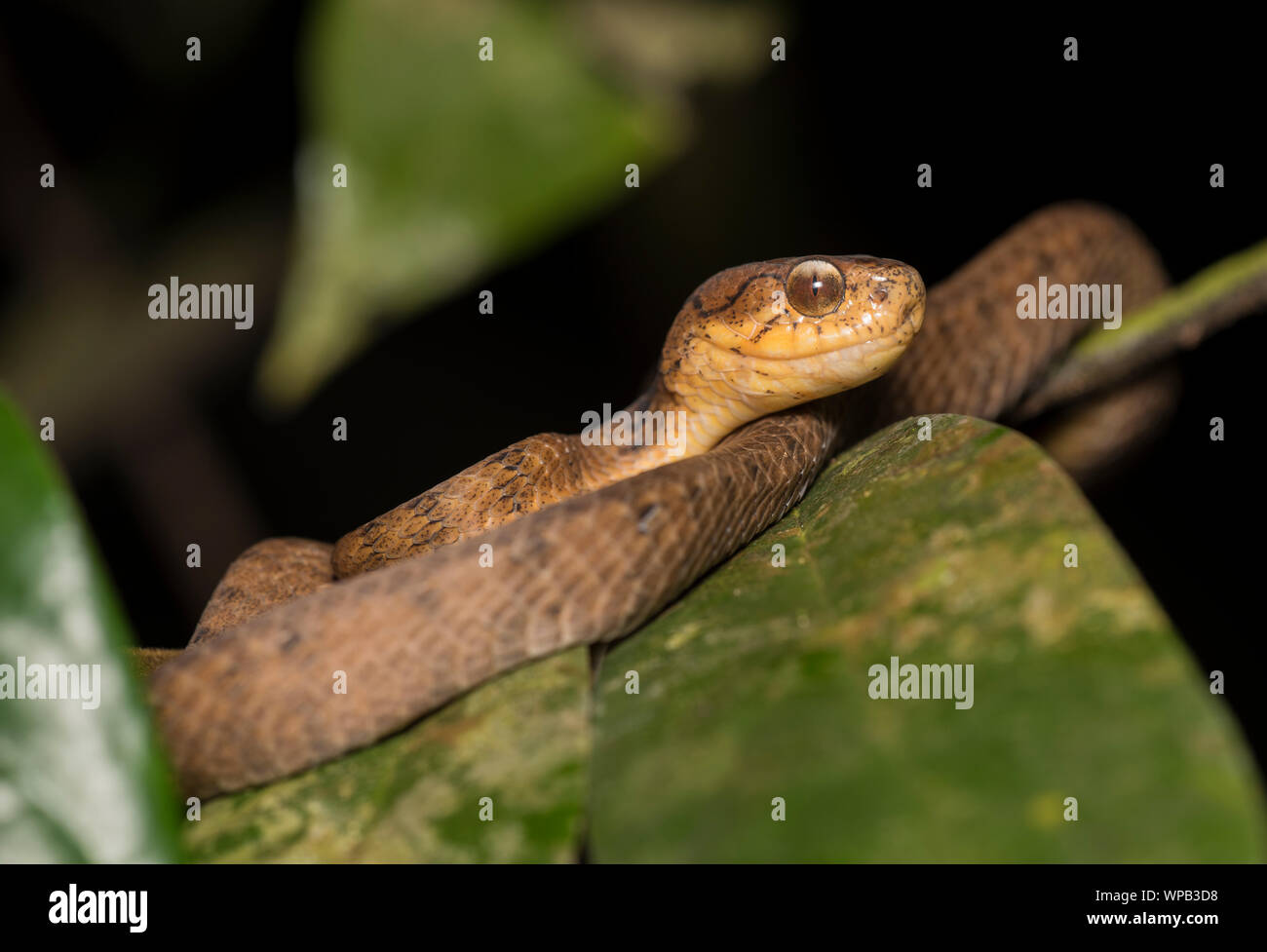 Gekielt Slug - Essen Schlange (Pareas carinatus) in einem Baum im Regenwald auf Phuket, Thailand. Stockfoto